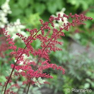 Astilbe (Japonica-Gruppe)'Koblenz'