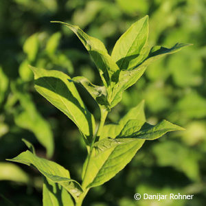 Euonymus europaeus