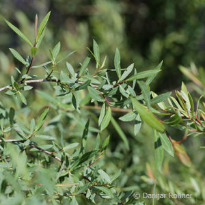 Salix purpurea'Nana'