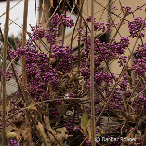 Callicarpa bodinieri'Profusion'