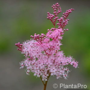 Filipendula rubra'Venusta Magnifica'