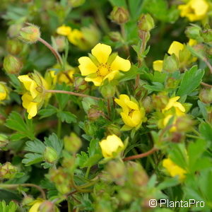 Potentilla neumanniana