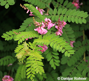 Indigofera heterantha