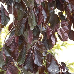 Fagus sylvatica'Purple Fountain'