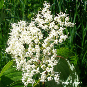 Cornus controversa