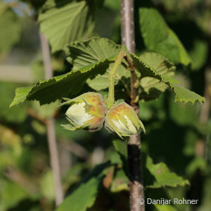 Corylus avellana