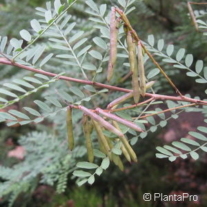 Indigofera heterantha