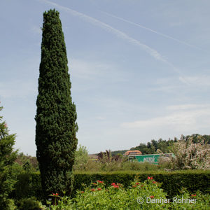 Taxus baccata'Fastigiata Robusta'