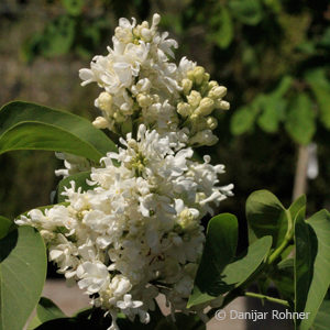 Syringa vulgaris'Mme Lemoine'