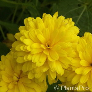 Rudbeckia laciniata'Goldquelle'