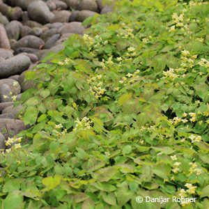 Epimedium versicolor (x)'Sulphureum'