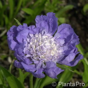 Scabiosa caucasica'Stäfa'