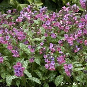 Pulmonaria saccharata'Mrs. Moon'