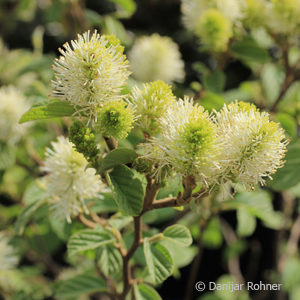 Fothergilla major