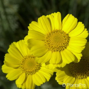 Anthemis marschalliana