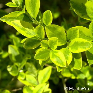 Ligustrum ovalifolium'Aureum'