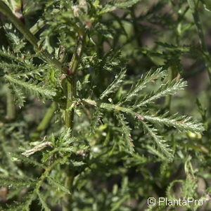 Anthemis tinctoria