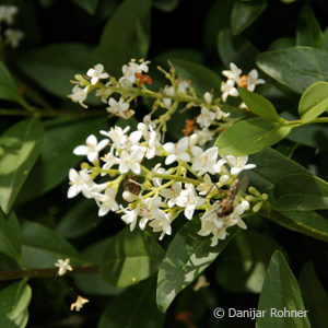 Ligustrum ovalifolium