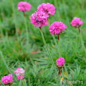 Armeria maritimarosa