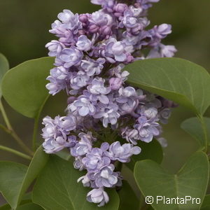 Syringa vulgaris'Katherine Havemeyer'