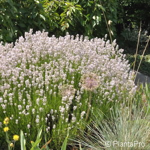 Lavandula angustifolia'Rosea'