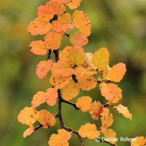 Nothofagus antarctica