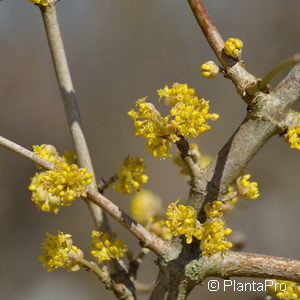 Cornus mas'Jolico'