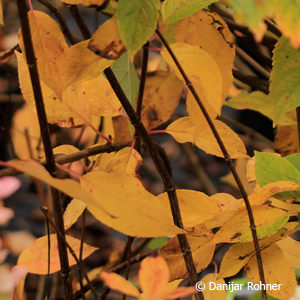 Hydrangea paniculata'Lime Light'