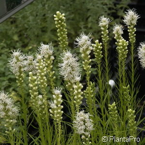 Liatris spicata'Alba'