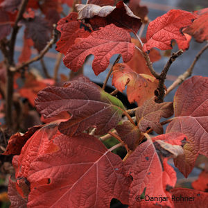 Hydrangea quercifolia