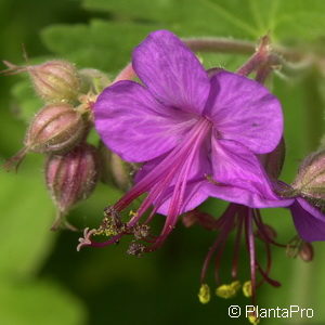 Geranium macrorrhizum