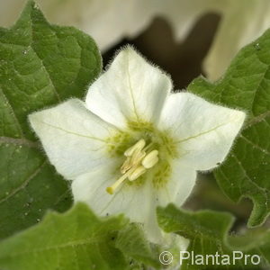 Physalis alkekengivar. franchetii