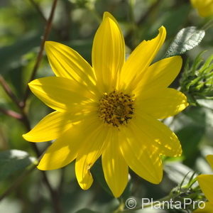 Helianthus microcephalus