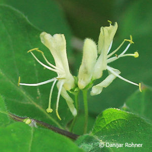 Lonicera xylosteum