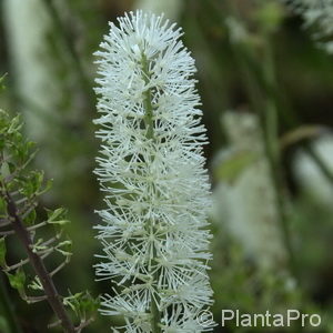 Cimicifuga / Actaea simplex'White Pearl'