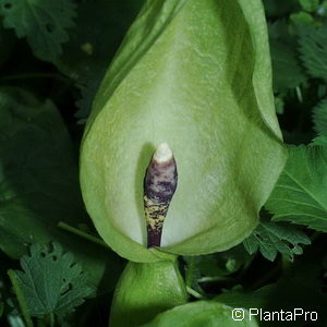 Arum maculatum