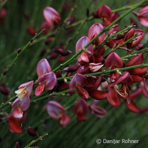 Cytisus praecox (x)'Hollandia'