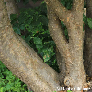 Cornus kousa