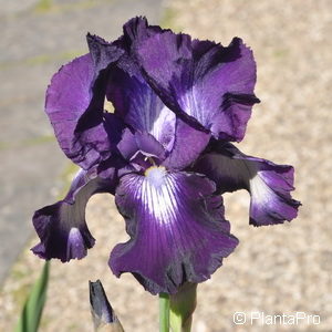 Iris (Germanica-Gruppe)violett