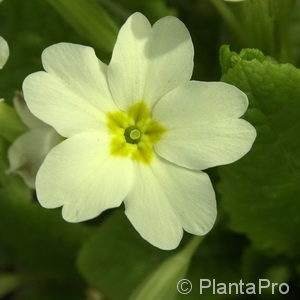 Primula vulgaris