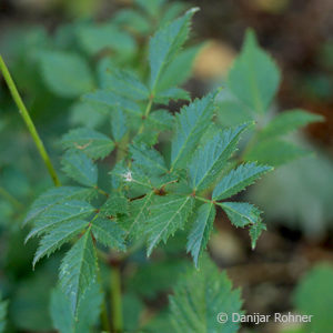 Astilbe (Arendsii-Gruppe)rosa