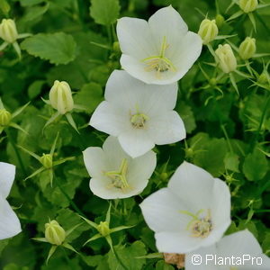 Campanula carpatica'Weisse Clips'