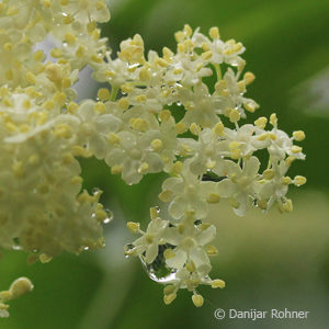 Sambucus nigra