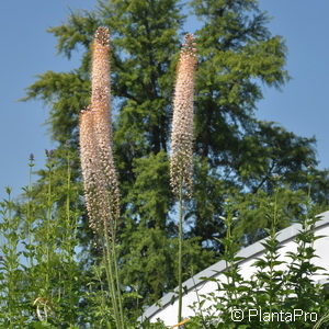 Eremurus isabellinus (x)'Ruiter's Hybrids'