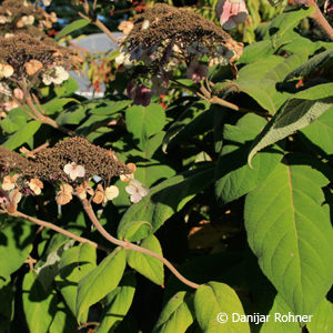 Hydrangea asperassp. sargentiana