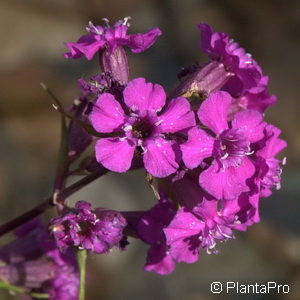 Lychnis viscaria