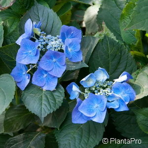 Hydrangea macrophyllaTeller blau