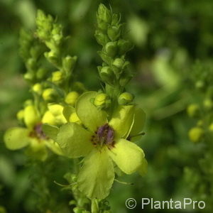 Verbascum olympicum