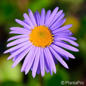 Aster tongolensis'Napsbury'