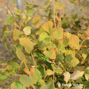 Corylopsis pauciflora